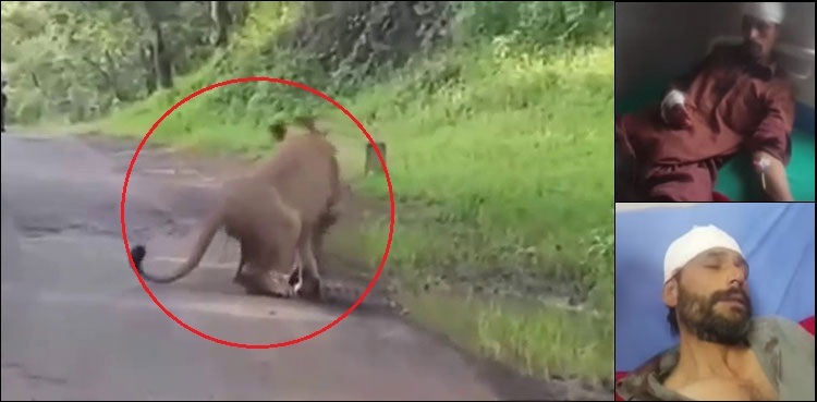 Two men badly injured by lion prowling in Murree