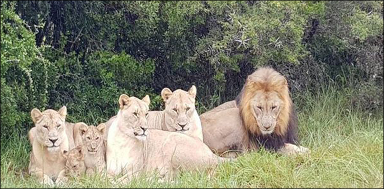Gang of poachers eaten by lions as they try to slaughter herd of Rhinos
