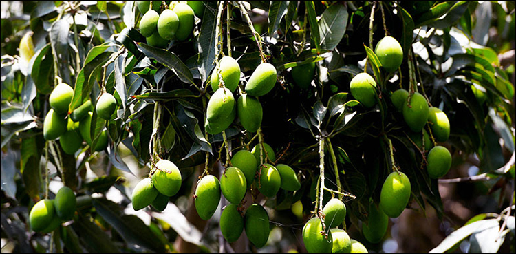 ‘Pakistan utilize 72,703 acres of land to harvest mango crops’