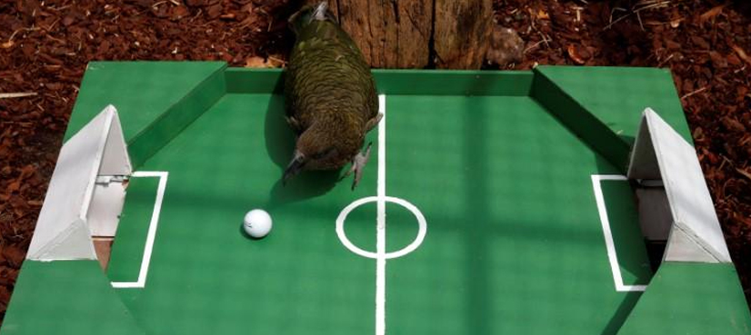 Newton's prophecy: France to beat Uruguay