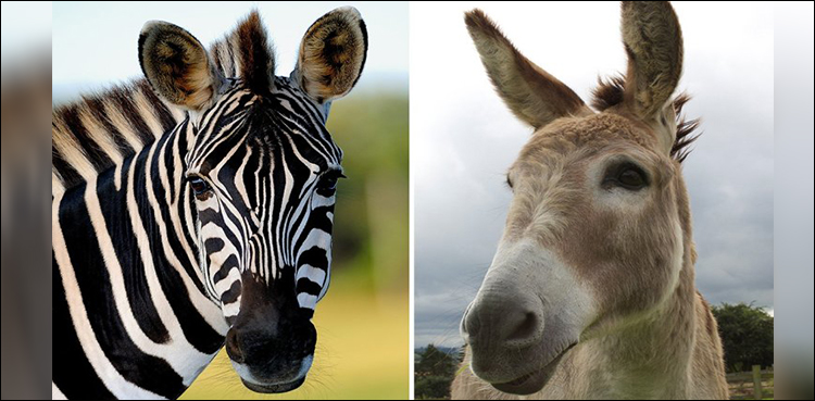 Zoo paints black stripes onto donkeys to make them look like zebras!