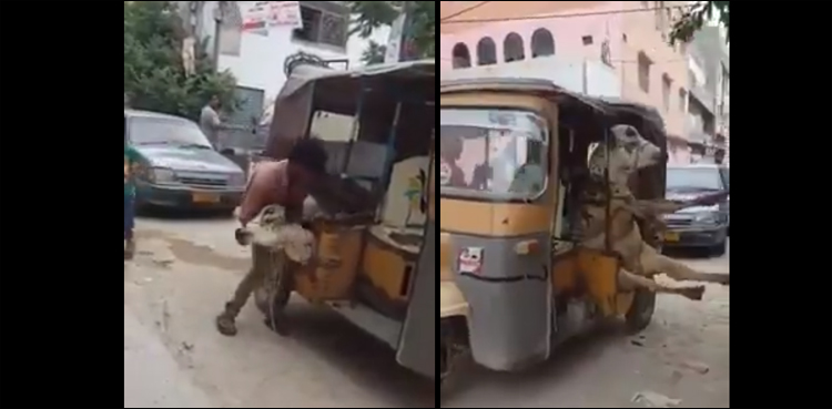 WATCH: This man in Karachi brings home sacrificial cow in a rickshaw!