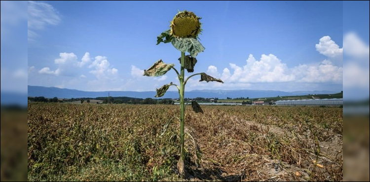 Europe bakes again in near-record temperatures
