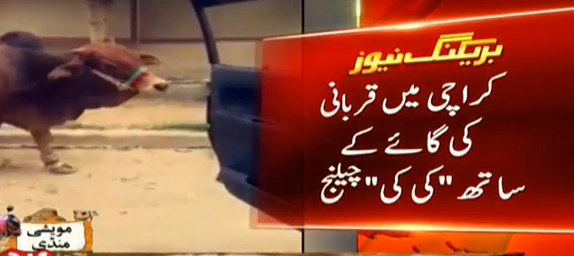 WATCH: Cow does Kiki challenge in Karachi ahead of Eid Al Adha