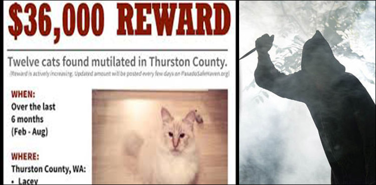 Beware! There is a 'serial cat killer' on the loose