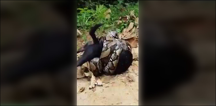 Dog nearly dies in clutches of huge python, but something unusual happens next!