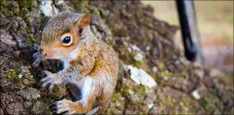 Man calls police after constantly being chased by baby squirrel