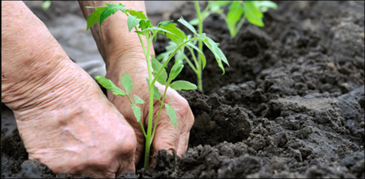 Dadu court orders convicts to plant saplings as punishment for cutting trees