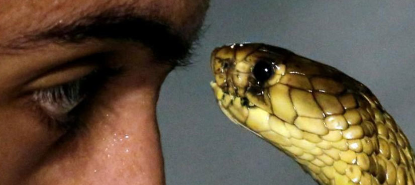 In Egypt's Sharm El Sheikh, a guy charms snakes to sleep