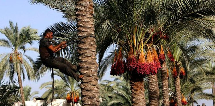 Conflict and drought destroyed Iraq's prized date palms