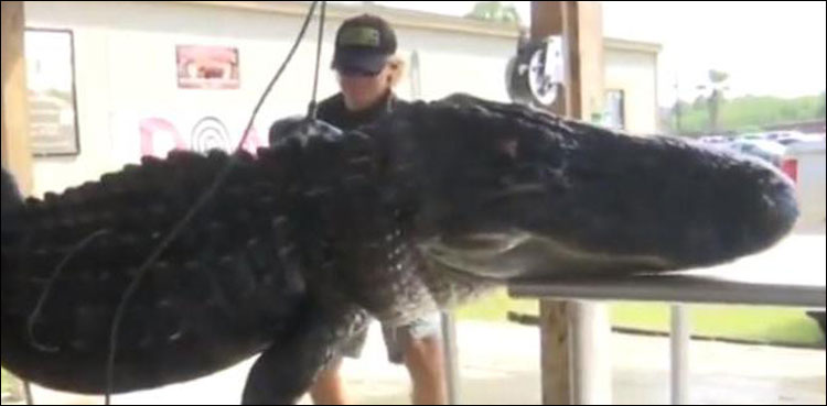 Hunters catch and kill massive gator in Florida