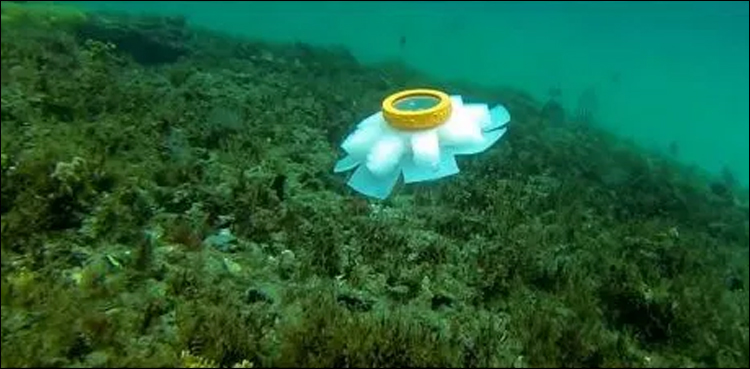 Jellyfish robots to be used to monitor fragile coral reefs