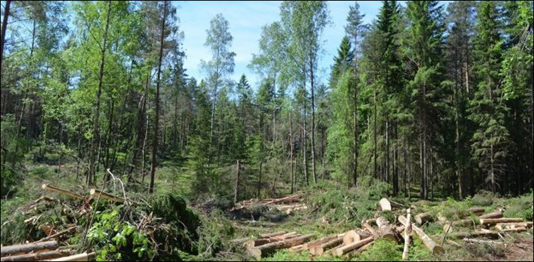 Chitral Forrest staff capture two trucks loaded with illegal timber
