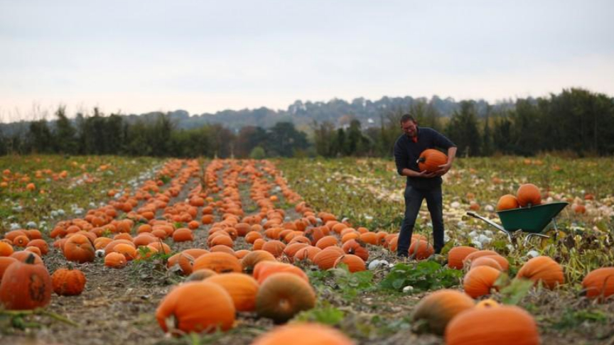 After searing summer, UK pumpkin farm ready for Halloween