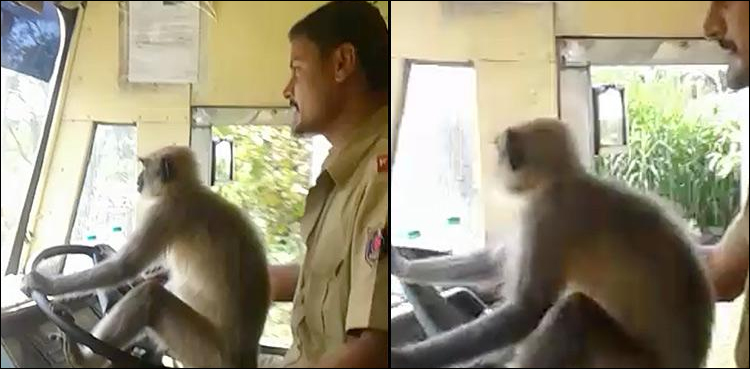 India suspends bus driver for letting a monkey 'drive'