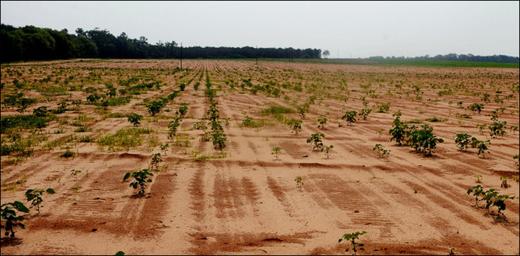 'Punjab irrigation secretary held responsible for water shortage in Sindh'