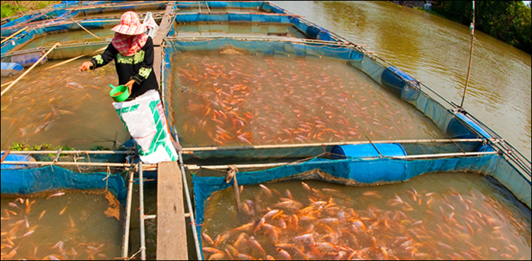 Mega cage fishing projects on the cards, says minister