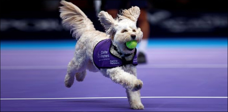 Fetch! Canines play role of 'ball dogs' at London tennis event