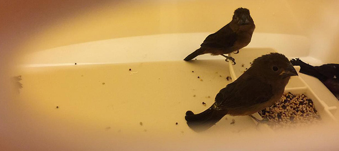 70 finches seized at airport may have been bound for gambling