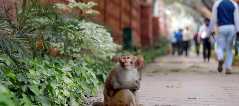 Monkeys run amok in India's corridors of power