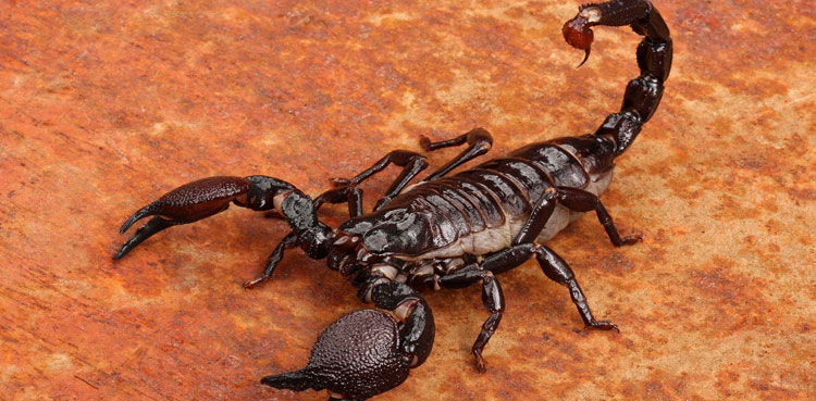 Worth the sting: Cuba's scorpion pain remedy