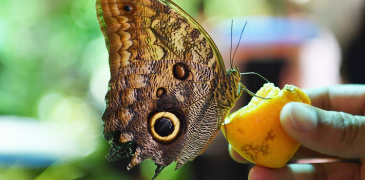 Once constructed, Trump's border wall to restrict butterfly movement