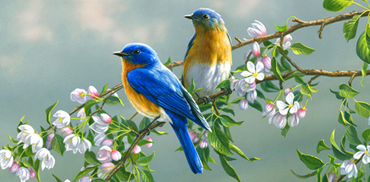 Gujranwala Court punishes hunter, let 166 caged birds fly to freedom