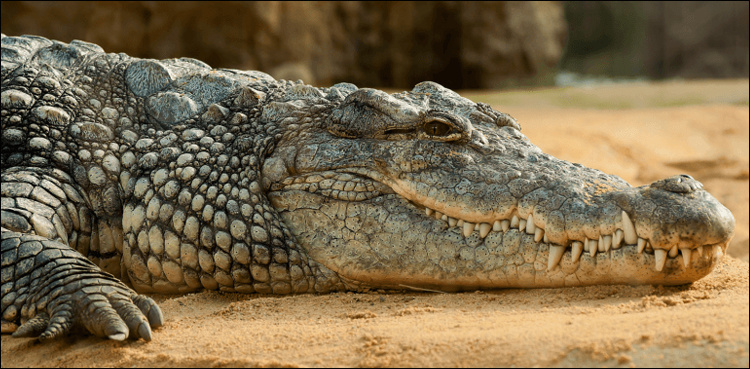 Fishermen catch a crocodile near Dadu; bid to sell foiled