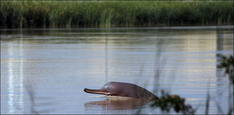 Rare Indus dolphin stranded at small Khairpur canal for two days
