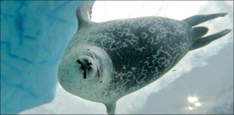 Canadian Atlantic village seeks help with seal invasion
