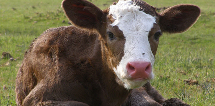 WATCH: Calf born with one eye and no nose sparks frenzy