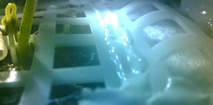 Cotton seedling that sprouted on moon has been left to die