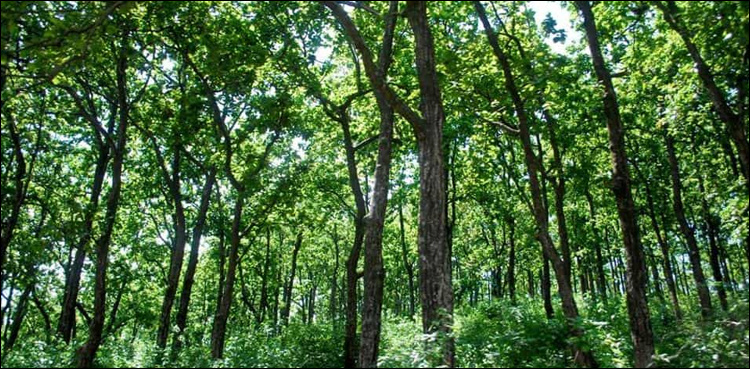Hundreds of acres of Faisalabad forest land seized during PML-N govt tenure: sources