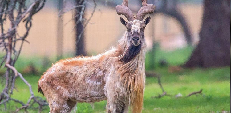 Pakistan calls for joint efforts for conservation of Markhors at UN