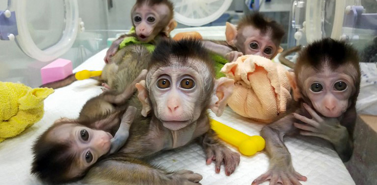 China clones gene-edited monkeys