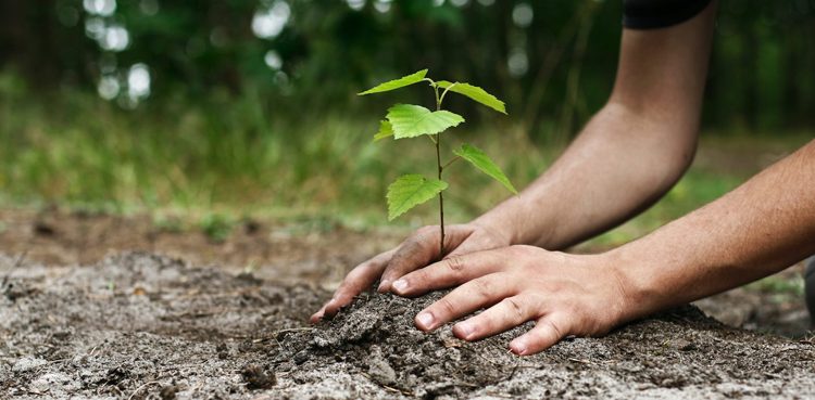 No degree for Peshawar students without a tree plantation