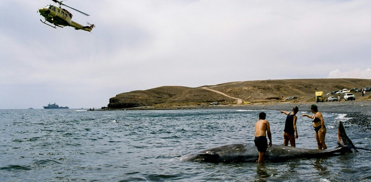 Giant sea mammals suffer decompression sickness, just like scuba divers