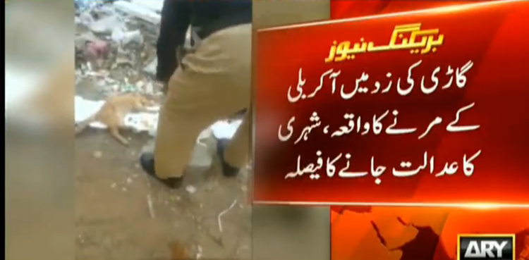 Citizen approaches court after cat killed in Karachi road mishap