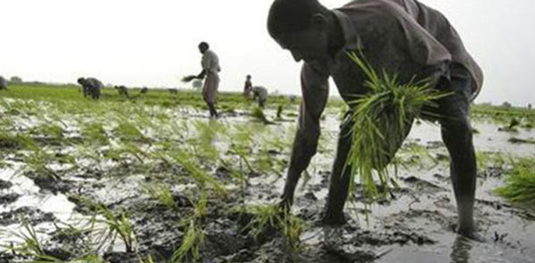 Sindh announces to launch Hari Card Scheme for Kharif crops