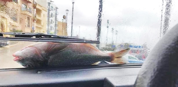 WATCH: It's raining fish in Malta