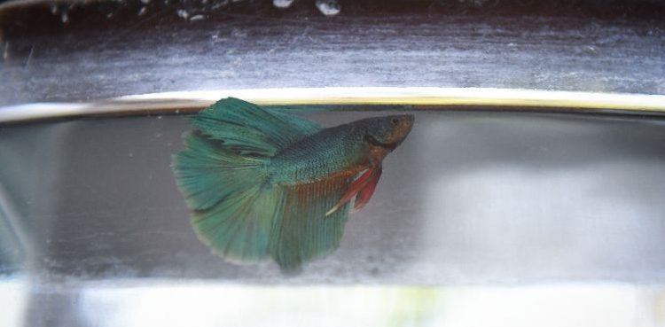 Thailand makes Siamese fighting fish national aquatic animal