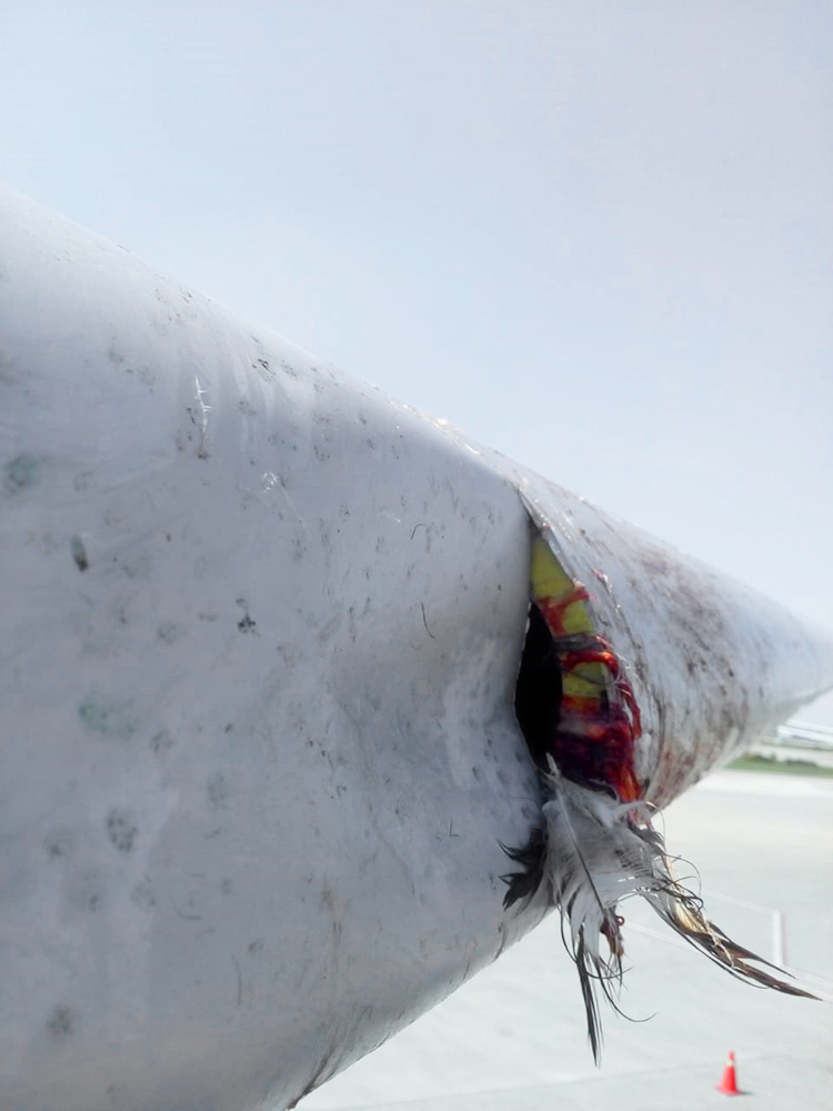 Bird strikes into flight carrying passengers from KSA to Pakistan, damage reported