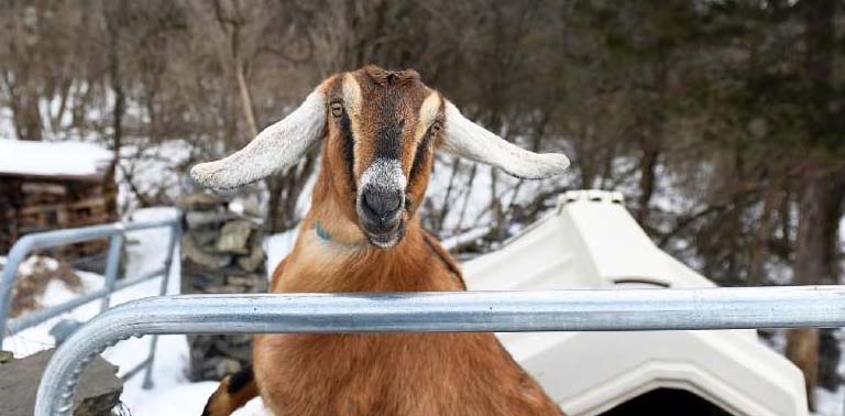 US town elects goat as 'mayor'