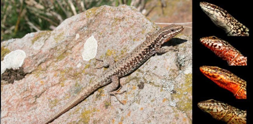 Variation in colour and behaviour in the wall lizard explained!
