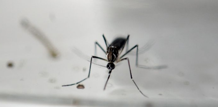 A vaccine made of mosquito spit can stop the next epidemic