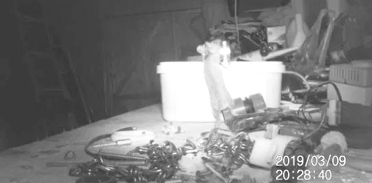 Metal Mickey: mouse that cleans up shelf in house where it lives