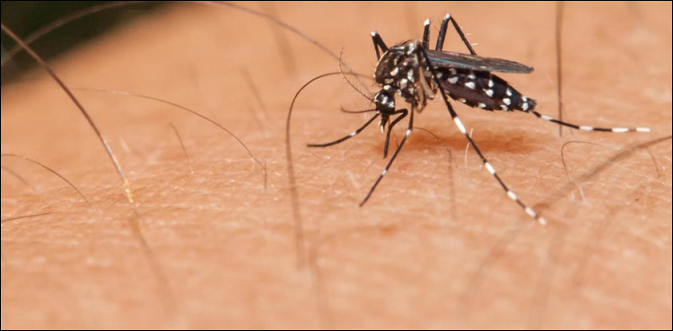 Punjab reports six deaths by dengue fever, 456 new cases