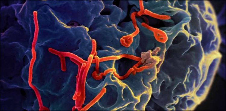 Ebola virus likely to spread into Pakistan from South Africa