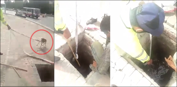 Karachi traffic cop saves dog stuck in drain line, gets reward