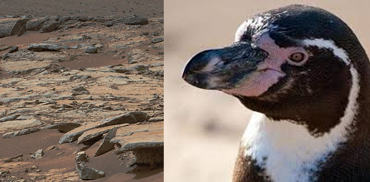 Stargazer thinks this Nasa photo shows a penguin on Mars